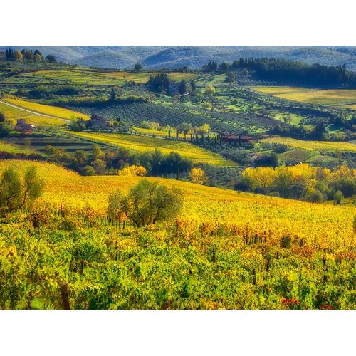 Italy-Chianti Vineyard in autumn in the Chianti region of Tuscany